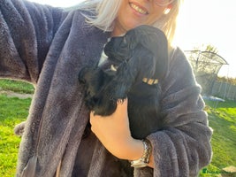 Cocker Spaniel dogs Last beautiful show cocker - Advert 15