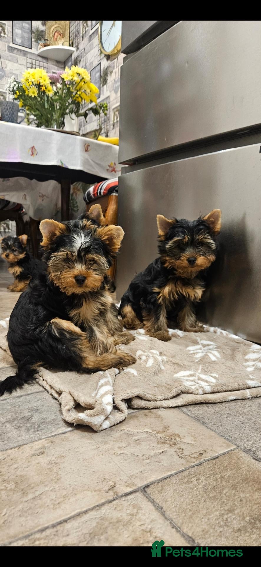 Yorkshire Terrier dogs Pedigree Yorkshire Terrier Puppies,Show Winner Dad - Advert 4