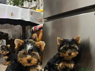 Yorkshire Terrier dogs Pedigree Yorkshire Terrier Puppies,Show Winner Dad - Advert 4