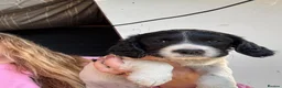 English Springer Spaniel dogs for sale: Beautiful springer spaniel puppies  - Advert 7