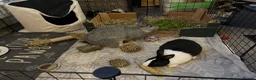 Mixed Breed rabbits for sale: Luna& thumper both 20 weeks - Advert 4
