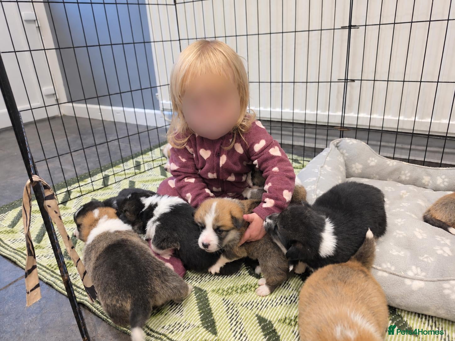 Welsh Corgi Pembroke dogs 9 ADORABLE CORGIS🐾💖💙DNA HEALTH TESTED PARENTS🧬 - Advert 2