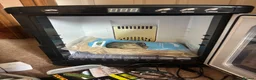 Tortoise reptiles for sale: Horsefield Tortoises Breeding Pair - Advert 4
