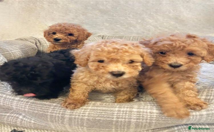 Toy Poodle dogs - Advert 3