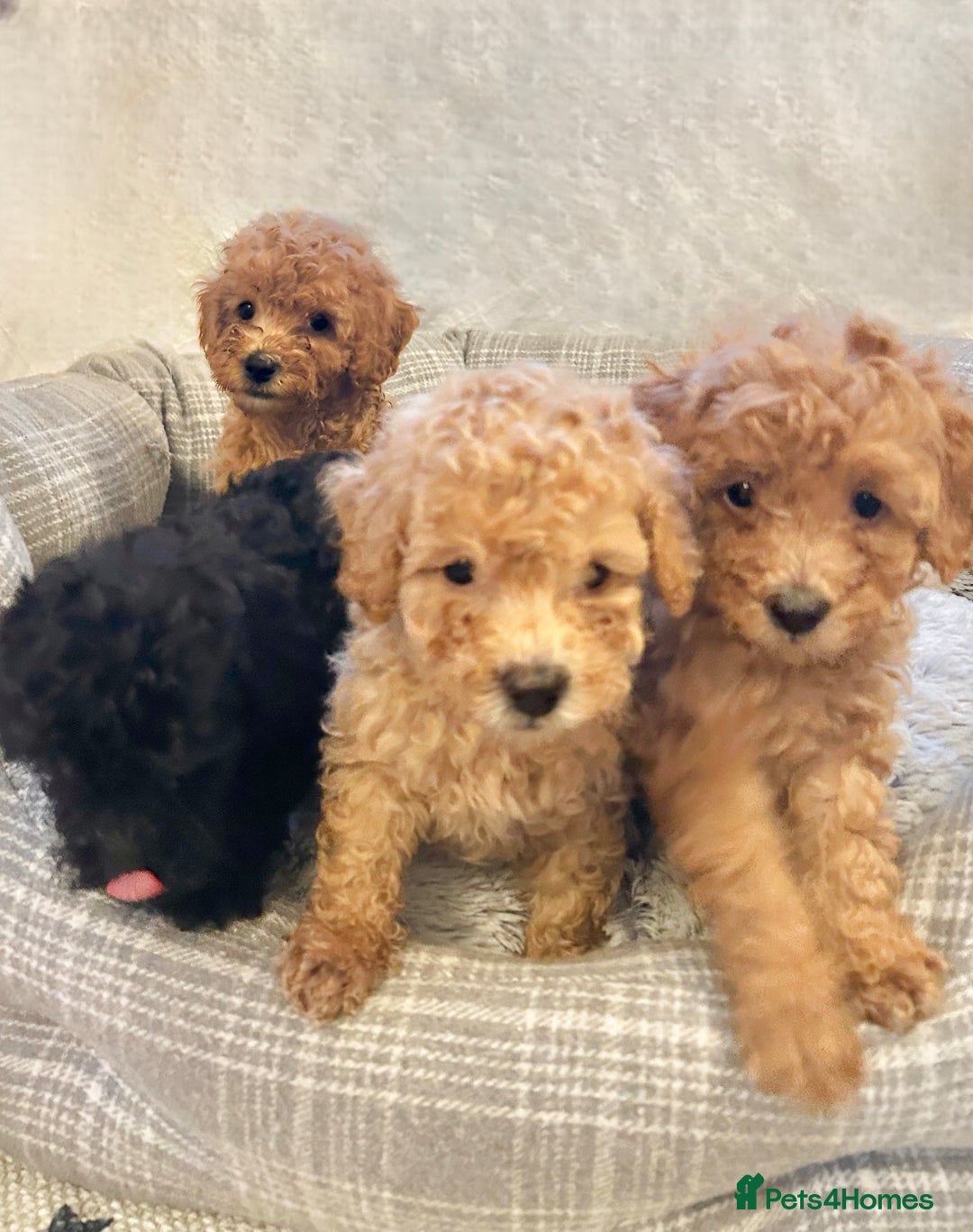 Toy Poodle dogs for sale: Pure Toy poodles -1 boy & 1 girl left  - Image 1