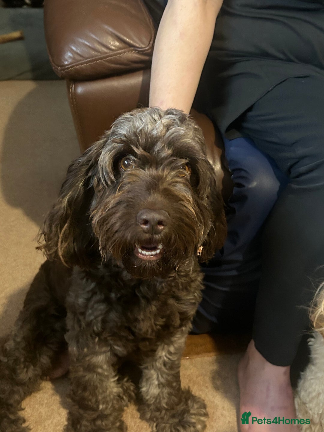 Cockapoo dogs for sale: Beautiful litter of F2 cockapoos  - Image 9