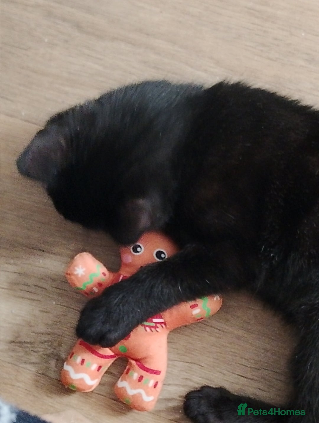 Mixed Breed cats for sale: Got him from Tiverton  - Advert 2