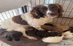 Cockapoo dogs for sale: F1 Cockapoo puppies  - Image 10