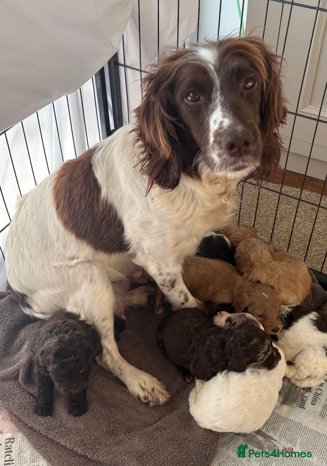 Cockapoo dogs for sale: F1 Cockapoo puppies  - Image 10