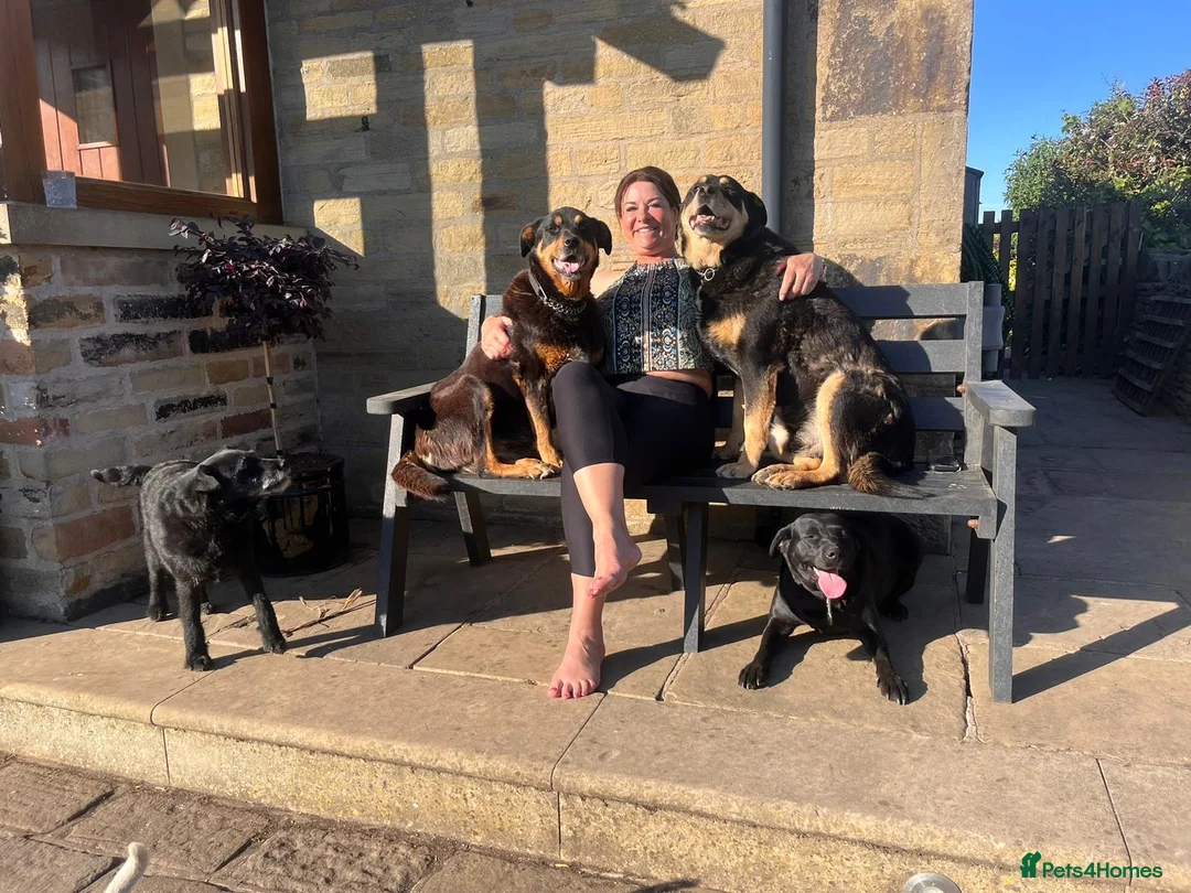 Mixed Breed dogs for sale: Adorable rotadors  - Advert 9