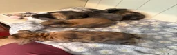 Mini Lop rabbits for sale: Mini lops-raised indoors-vaccinated  - Advert 23