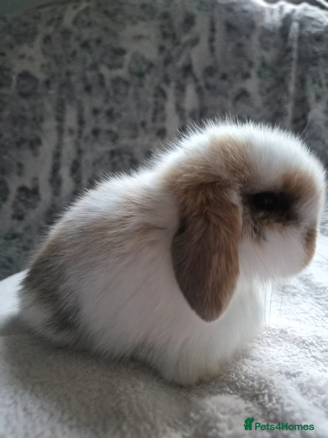 Mini Lop rabbits for sale: Baby Tri Girl  - Advert 2