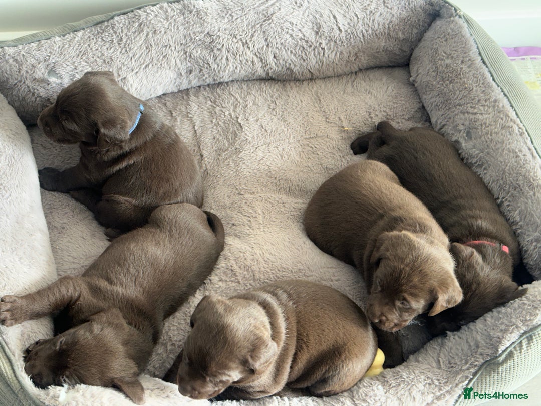 Labrador Retriever dogs for sale: Heath checked Beautiful chunky labrador puppies  - Advert 4