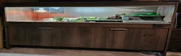 Skink reptiles for sale: Blue Tongued Skink-Male enclosure and cabnet setup - Advert 14