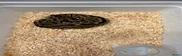 Python Snake reptiles for sale: Clown Clutch/Blackhead Mahogany  - Advert 5