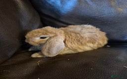 English Lop rabbits for sale: Holland lop baby rabbits  - Image 2