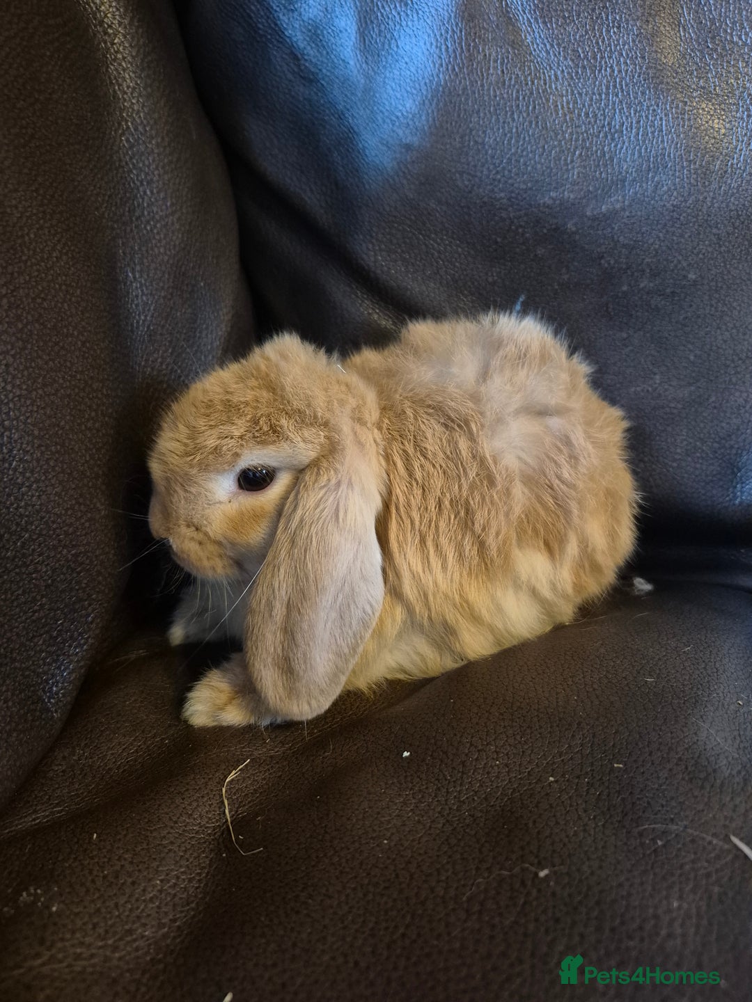 English Lop rabbits for sale: Holland lop baby rabbits  - Image 2
