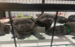 Staffordshire Bull Terrier dogs for sale: Piro daughter & Pharon (Bullscaff) pups for sale - Image 6