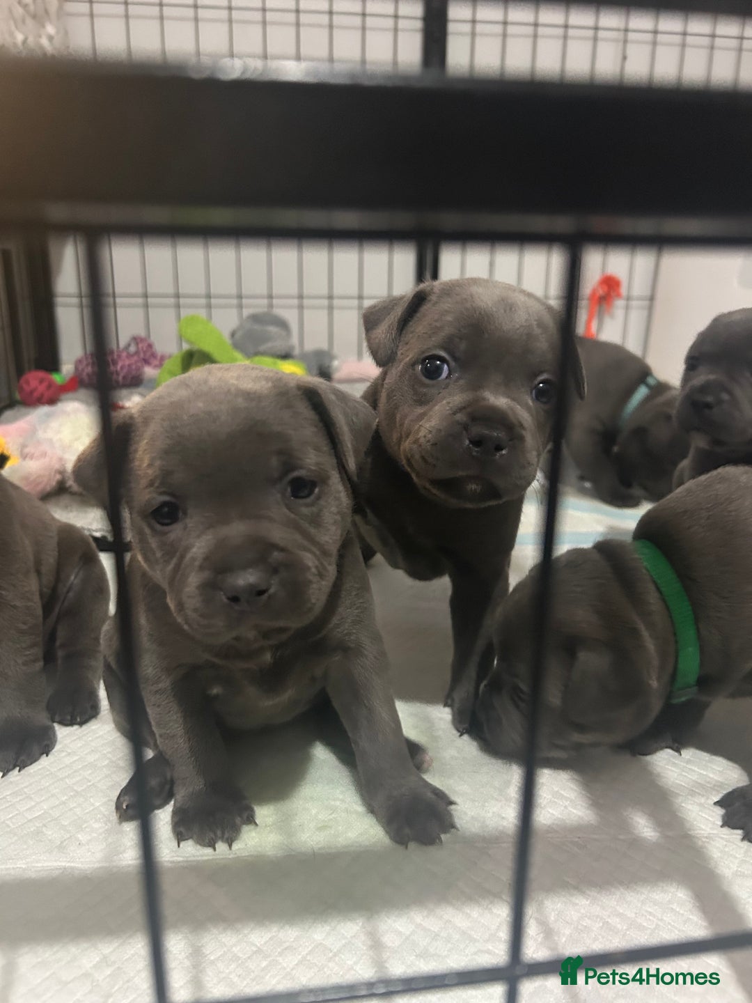 Staffordshire Bull Terrier dogs for sale: Piro daughter & Pharon (Bullscaff) pups for sale - Image 6