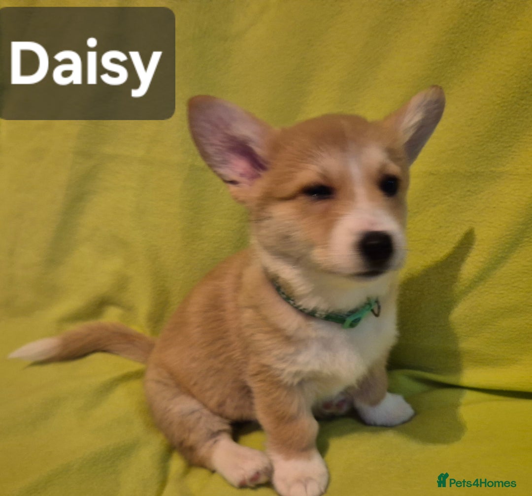 Welsh Corgi Pembroke dogs for sale: 8  Wales Pembroke Corgi puppy's - Advert 4