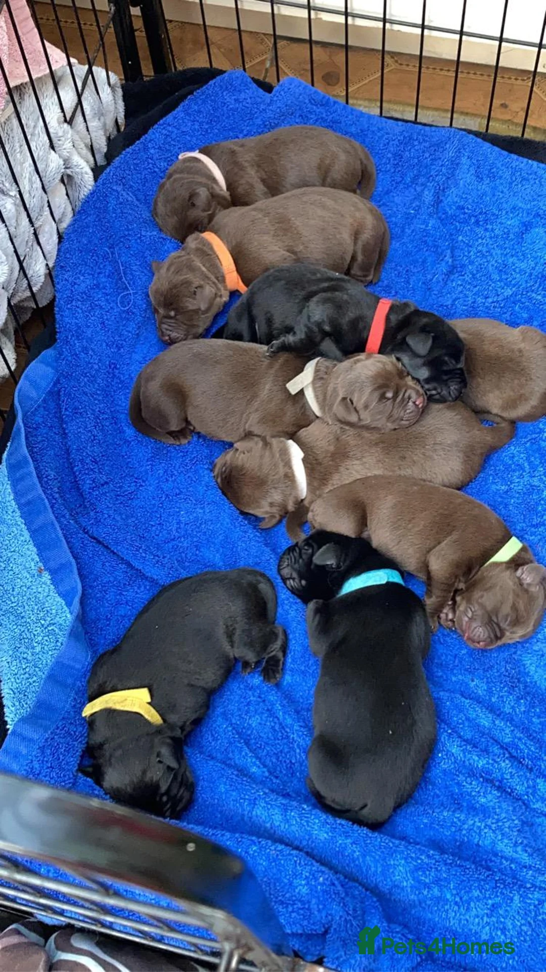 Labrador Retriever dogs for stud: Beautiful brown Labrador available for stud in Sutton Coldfield - Advert 6