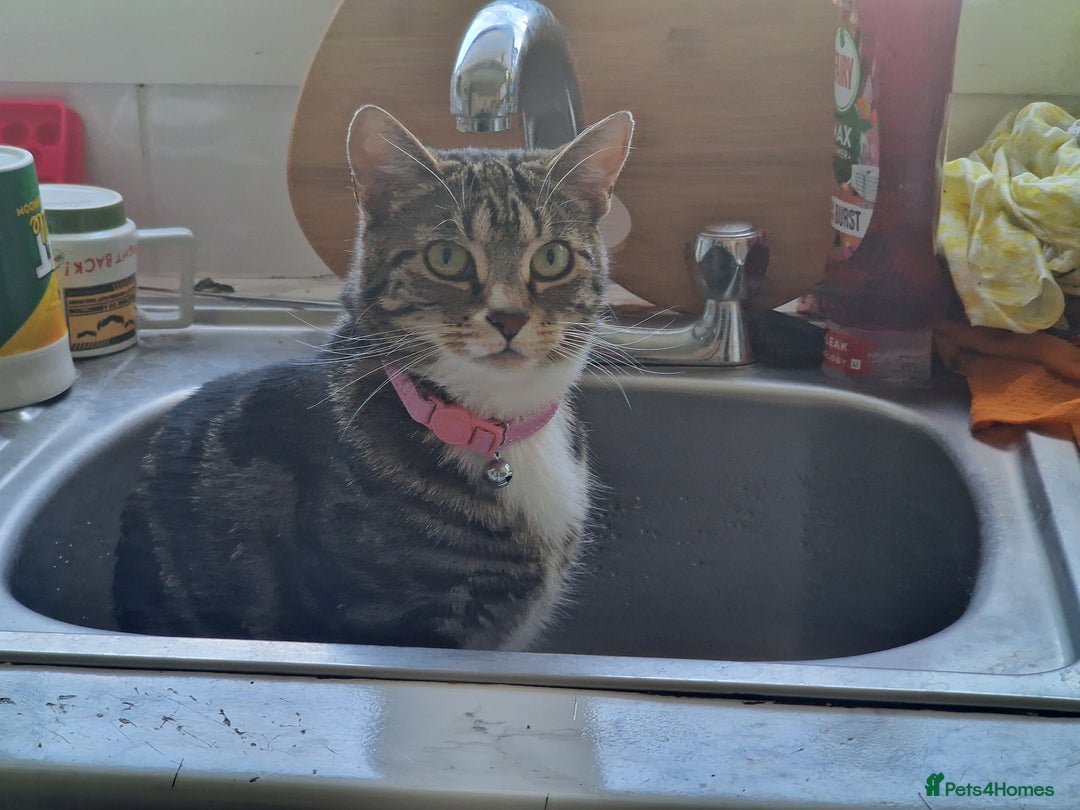 Mixed Breed cats for adoption: Loved family cats in need of a loving home  - Advert 7