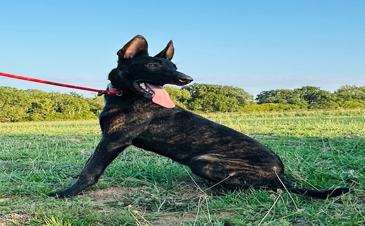 Belgian Shepherd Dog dogs - Advert 1