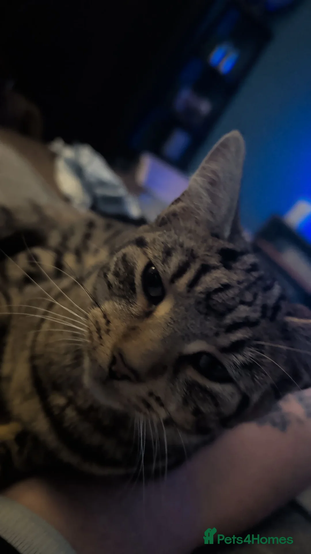 Mixed Breed cats for sale: Beautiful male cat! 7 months old.  in Pontefract - Advert 5