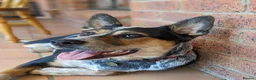 Australian Cattle Dog dogs for stud: Australian Cattle Dog "blue heeler" for stud in Bath - Advert 2