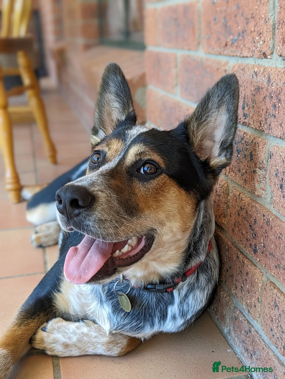 Australian Cattle Dog dogs for stud: Australian Cattle Dog "blue heeler" for stud in Bath - Advert 2