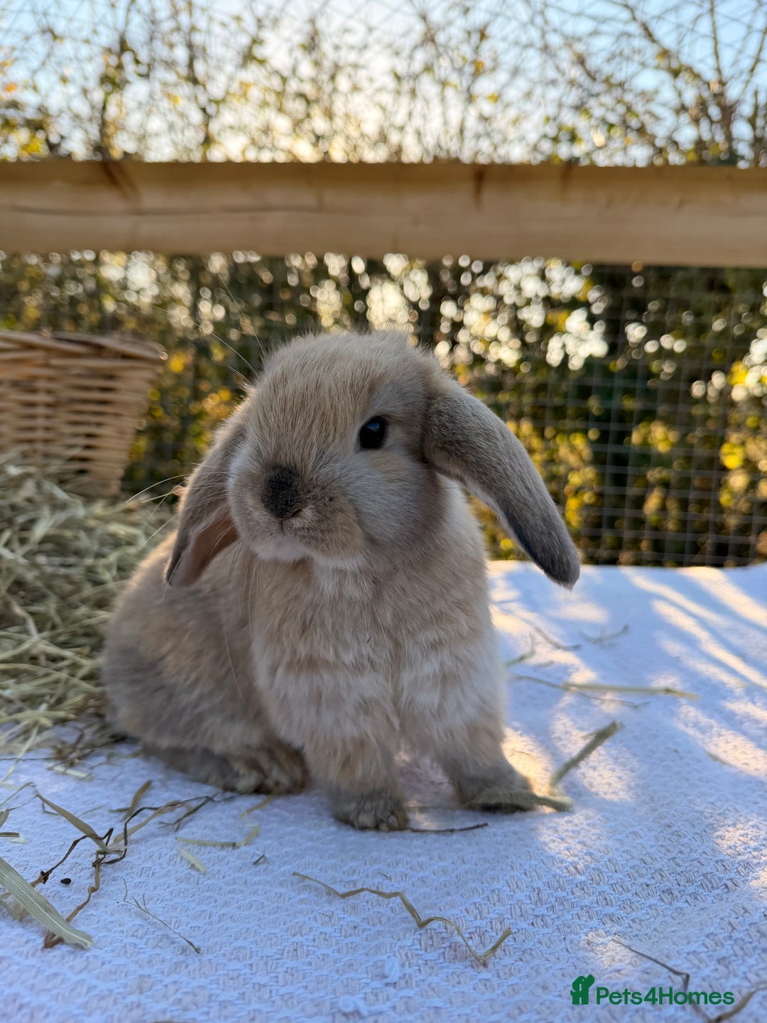 Mini Lop rabbits for sale: Mini Lop bunnies  - Advert 33