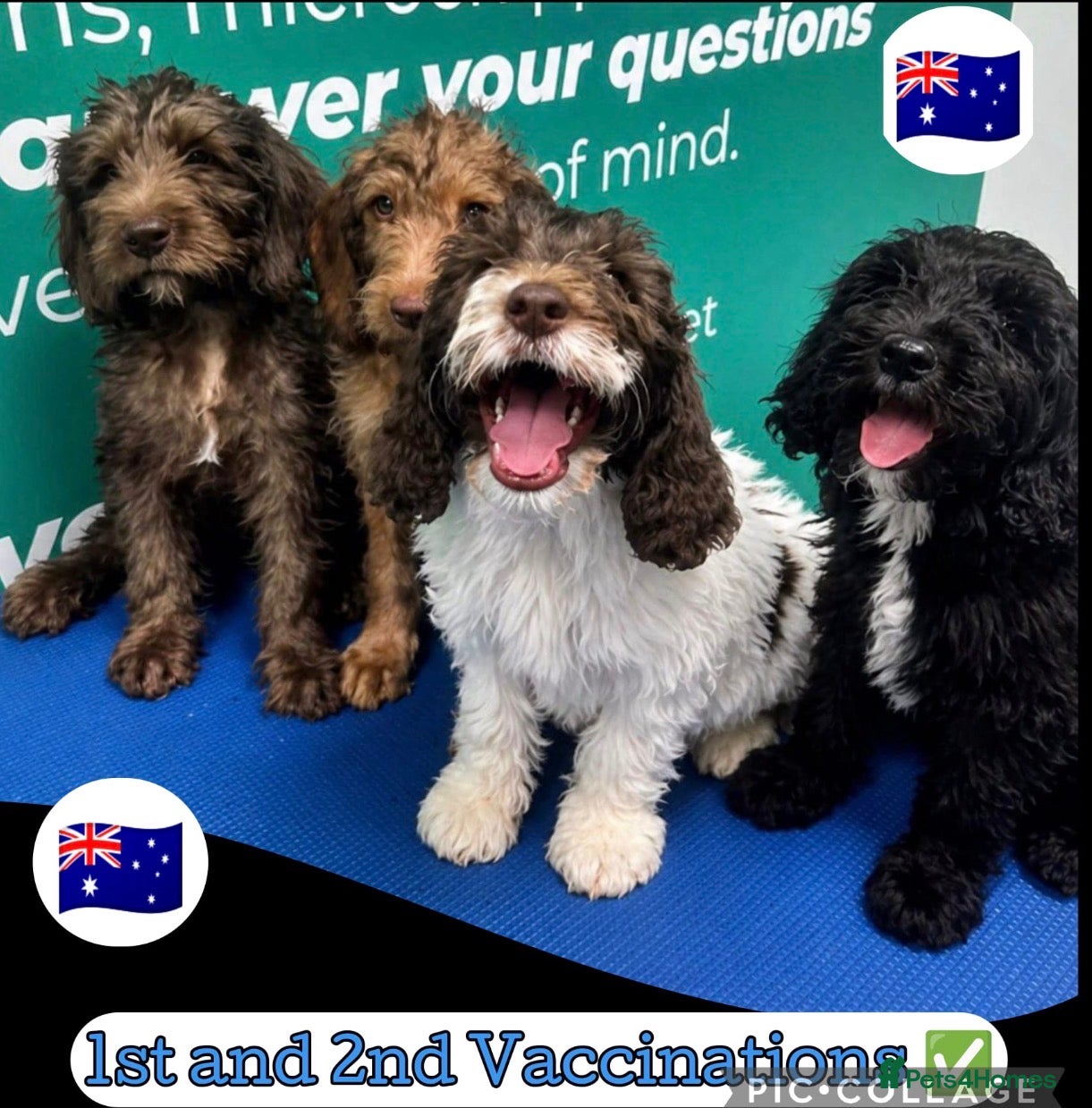 Labradoodle dogs Labradoodle puppies ready to leave now  - Advert 5