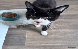 Mixed Breed cats for sale: X2 male cats Batman & Blacky - Image 10