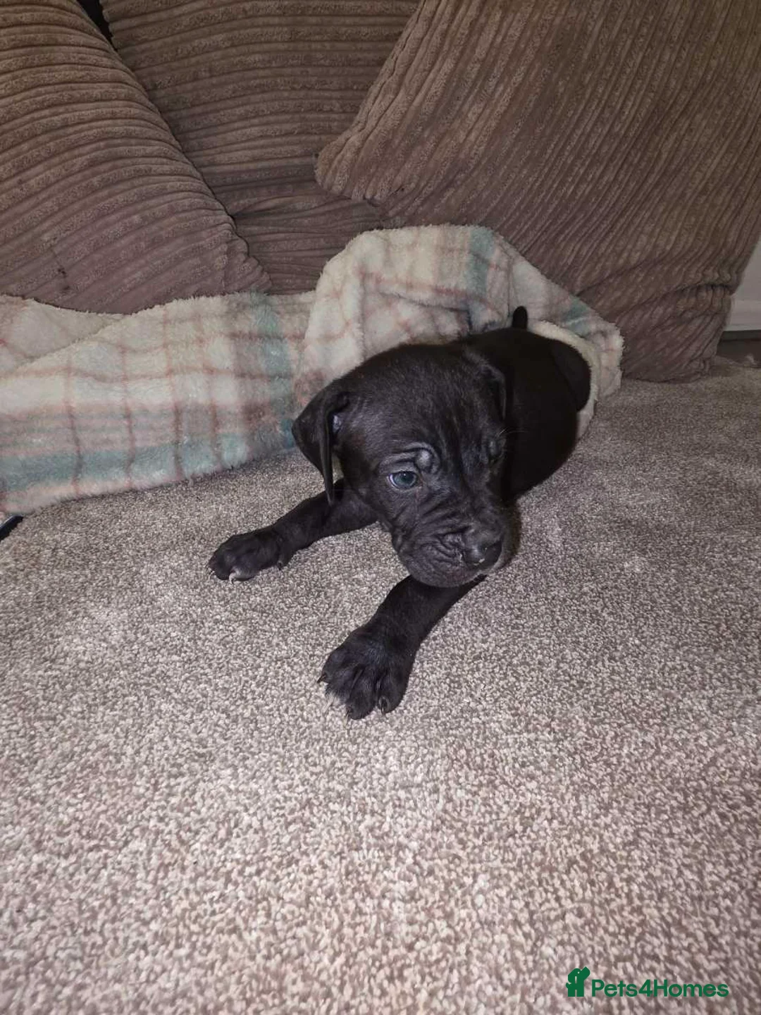 Presa Canario dogs for sale: Dual Purpose Presa Canario Puppies for Homing - Advert 2