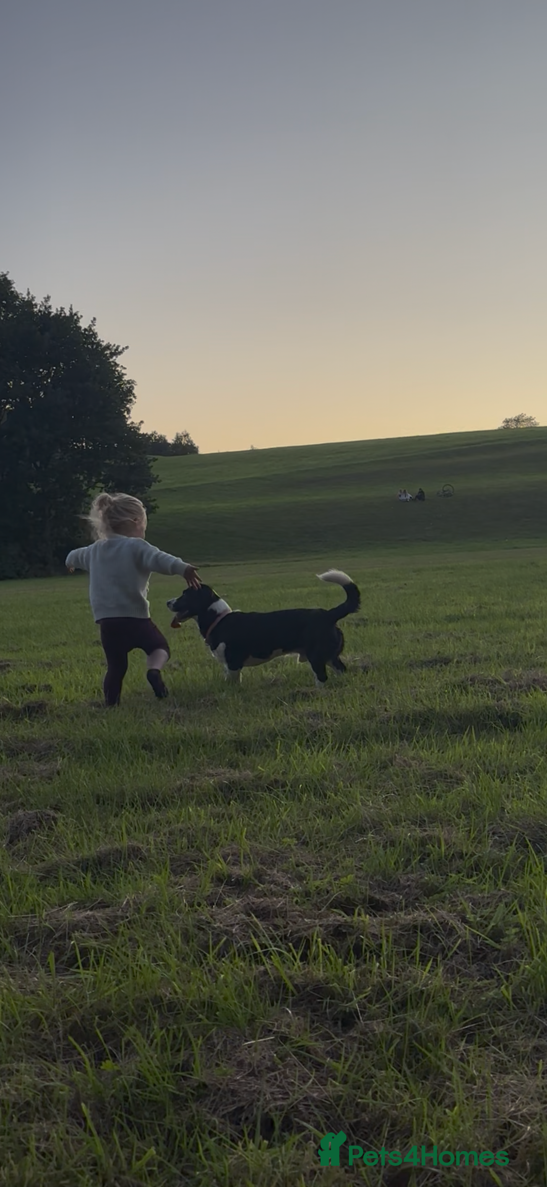 Mixed Breed dogs for sale: Rolo  - Image 2
