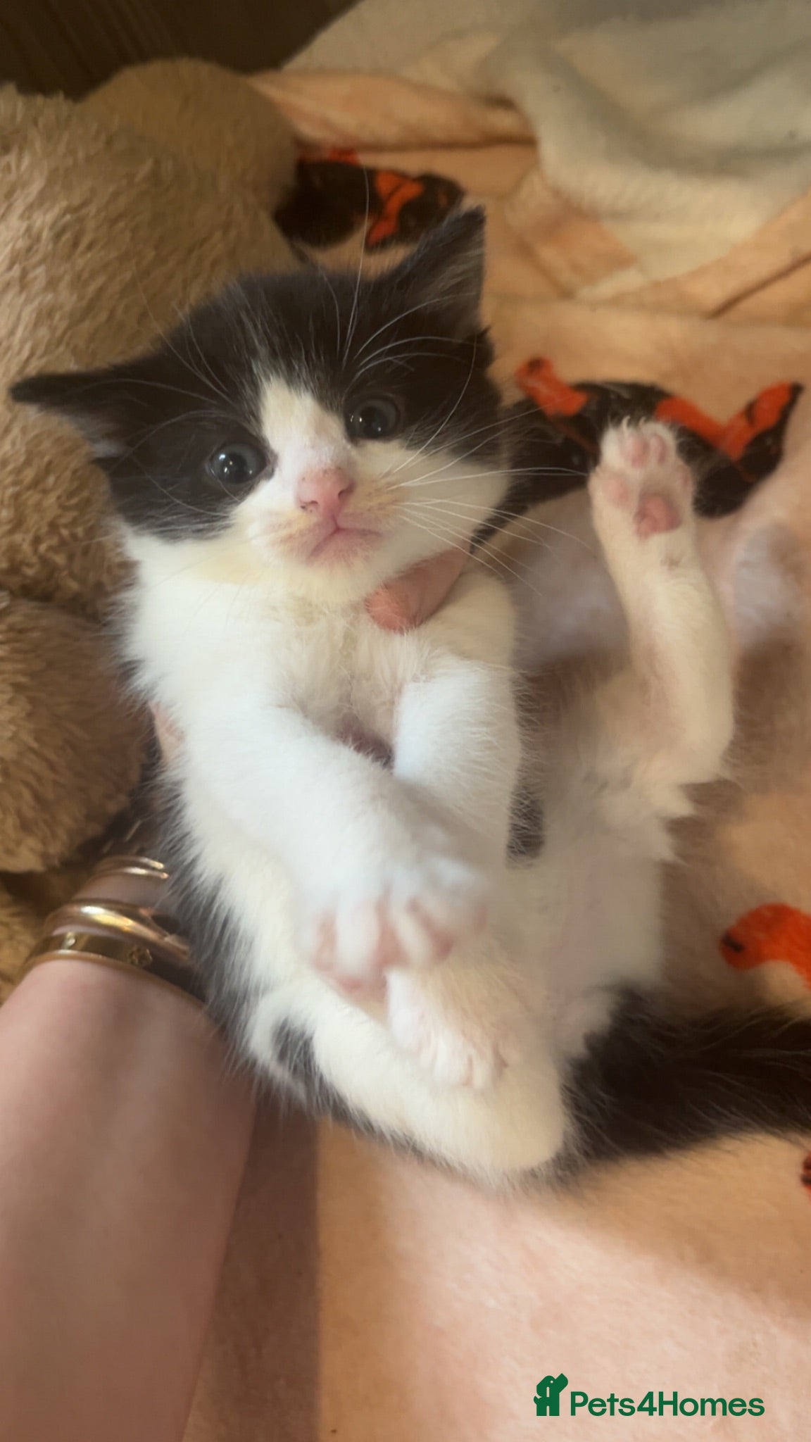 Mixed Breed cats 2 STUNNING FEMALE TUXEDO KITTENS - Advert 8