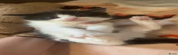 Mixed Breed cats for sale: 2 STUNNING FEMALE TUXEDO KITTENS - Advert 3