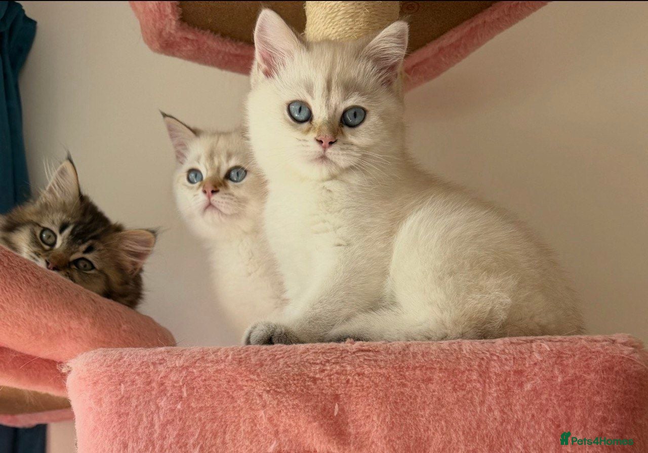 British Longhair cats WHITE KITTENS COLORPOINT BLUE EYES VACCINATED - Advert 17