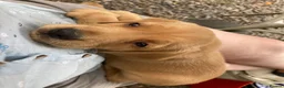 Cockerdor dogs for sale: Beautiful Cockerdor puppies  in Wincanton - Advert 19
