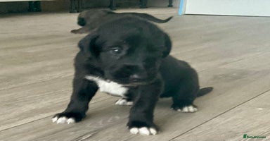 Mixed Breed dogs WOLFADOODLE F1B REVERSE. IRISH WOLFHOUND X  - Advert 2