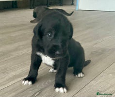 Mixed Breed dogs WOLFADOODLE F1B REVERSE. IRISH WOLFHOUND X - Advert 2