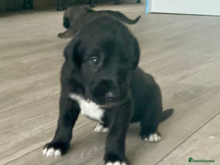 Mixed Breed dogs WOLFADOODLE F1B REVERSE. IRISH WOLFHOUND X - Advert 4