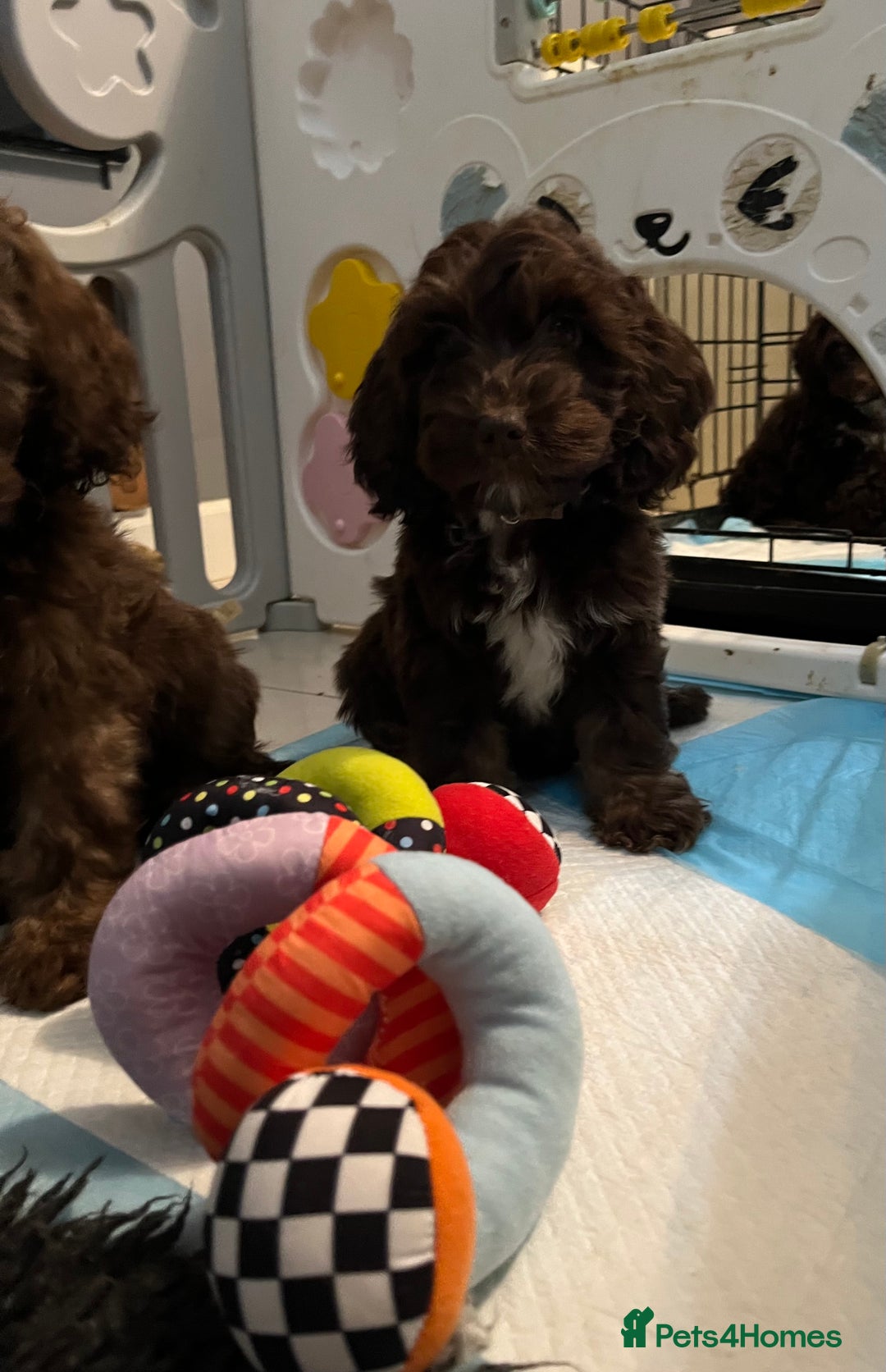 Cockapoo dogs for sale: 🩷🩷READY TO LEAVE🩷GORGEOUS🌟F1 Cockapoo pups  - Advert 12