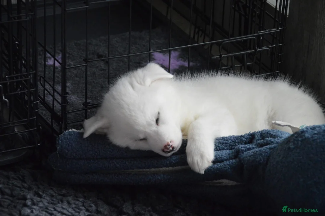 Pomsky dogs for sale: READY TO LEAVE-ONE LEFT-F2 Pomsky pup–Luna’s Pride - Advert 40