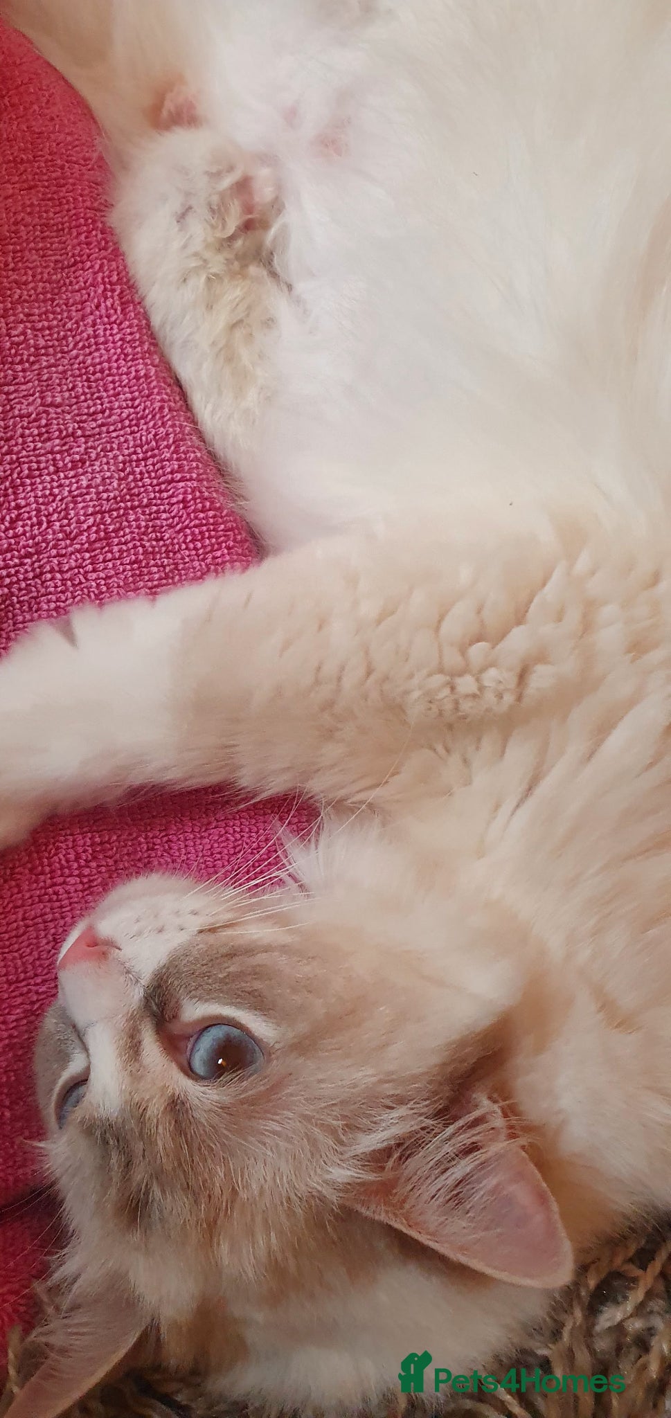 Ragdoll cats Ragdoll female  - Advert 1