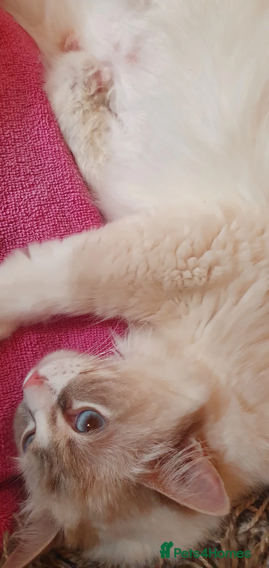 Ragdoll cats for sale: Ragdoll female  - Advert 1