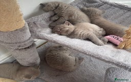 British Shorthair cats for sale: Lilic GCCF registered active champion lines  - Image 24