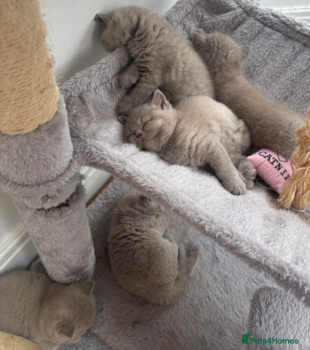 British Shorthair cats for sale: Lilic GCCF registered active champion lines  - Image 24