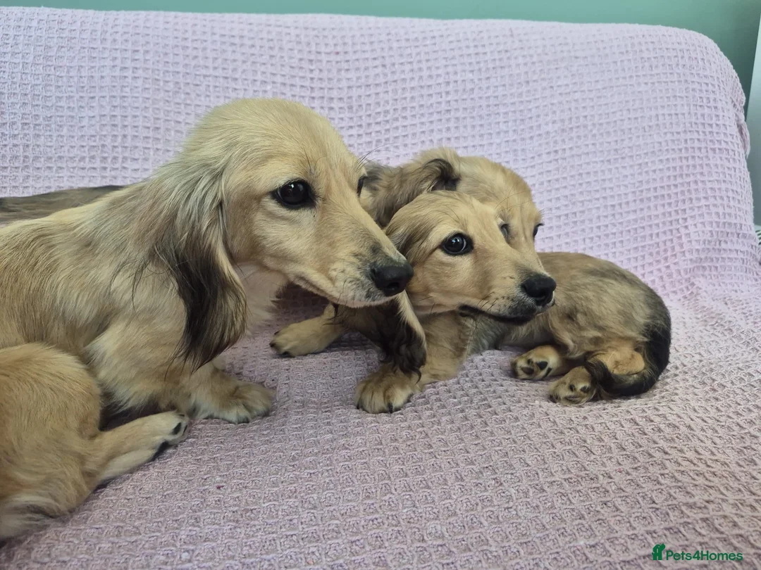 Miniature Dachshund dogs for sale: Shaded cream long haired miniature dachshund  - Advert 2