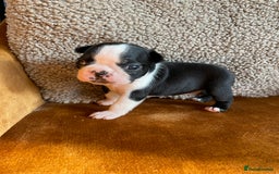 Boston Terrier dogs for sale: 🐾 Adorable Wildax Puppies! 🐾 - Image 10